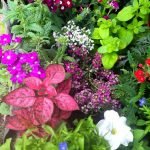 Flores de jardín
